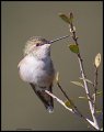 _4SB9320 female rufous hummingbird